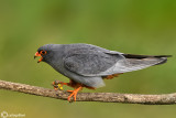 Falco cuculo- Red-footed Falcon (Falco vespertinus)
