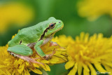 Raganella italiana-Italian Tree Frog (Hy!a intermedia)