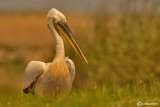 Pellicano riccio- Dalmatian Pelican (Pelecanus crispus