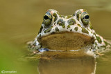 Rospo smeraldino-Green Toad (Bufo viridis)