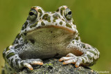 Rospo smeraldino-Green Toad (Bufo viridis)