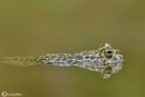 Rospo smeraldino-Green Toad (Bufo viridis)