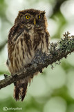 Civetta nana-Eurasian Pygmy Owl (Glaucidium passerinum)