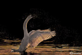 Cigno reale-Mute Swan (Cygnus olor)