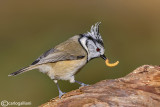 Cincia dal ciuffo - Crested tit - (Lophophanes cristatus)