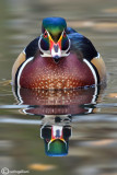 Anatra sposa-Wood Duck (Aix sponsa)