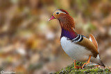 Anatra mandarina-Mandarin Duck (Aix galericulata)