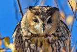 Gufo comune-Long-eared Owl (Asio otus)