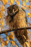 Gufo comune-Long-eared Owl (Asio otus)