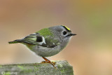 Regolo-Goldcrest (Regulus regulus)