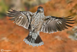Nocciolaia- Spotted Nutcracker(Nucifraga caryocatactes)