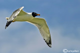 Gabbiano di Pallas -Great Black-headed Gull (Larus ichthyaetus)