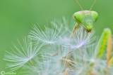 European mantis - Mantis religiosa
