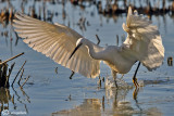 Garzetta- Little Egret (Egretta garzetta)