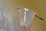 Airone bianco maggiore-Great Egret (Ardea alba)