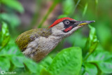Picchio verde-Green Woodpecker (Picus viridis)