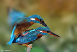 Martin pescatore - Kingfisher - (Alcedo atthis)