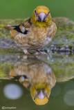 Frosone- Hawfinch (Coccothraustes coccothraustes)