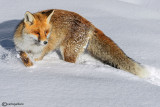 Volpe-Red Fox (Vulpes vulpes)