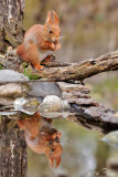 Scoiattolo rosso - Red squirrel - (Sciurus vulgaris)