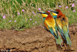 Gruccione-European Bee-eater (Merops apiaster)