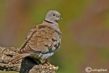 Tortora dal collare-Eurasian Collared Dove (Streptopelia decaocto)