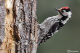 Picchio rosso minore -Lesser Spotted Woodpecker (Dendrocopos minor)