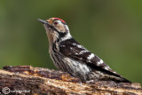 Picchio rosso minore -Lesser Spotted Woodpecker (Dendrocopos minor)
