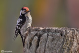 Picchio rosso minore -Lesser Spotted Woodpecker (Dendrocopos minor)