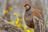 Pernice rossa-Red-legged Partridge (Alectoris rufa)