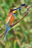 Gruccione-European Bee-eater (Merops apiaster)
