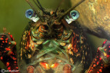 Gambero turco -Astacus leptodactylus