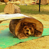 Carve Carrbridge 30th August 2014 172