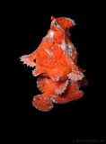 Frogfish Reproduction