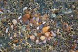 Barra-Nova-Cascavel-040613-5495.jpg
