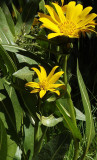 Wyethia amplexicaulis, Mule-ears