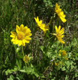 Balsamorhiza macrophylla, Largeleaf Balsamroot