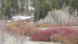 Willow and Dogwood Anticipating Spring