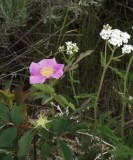 Rose and Yarrow