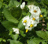 Potato Flowers
