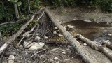 Beaver-dam Beginnings