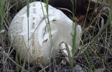 Calvatia, Nearly Head-size