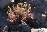 Penstemon