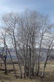 Aspens above Inkom