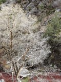 Cottonwood Catches the Light