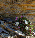 Hugging the Shale...and Shade