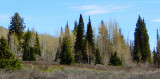Aspen and Subalpine Fir