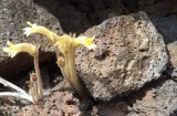 Orobanche Among the Rocks