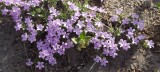 A Phlox at Crater Lake