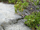 Arctostaphylos sp., Manzanita